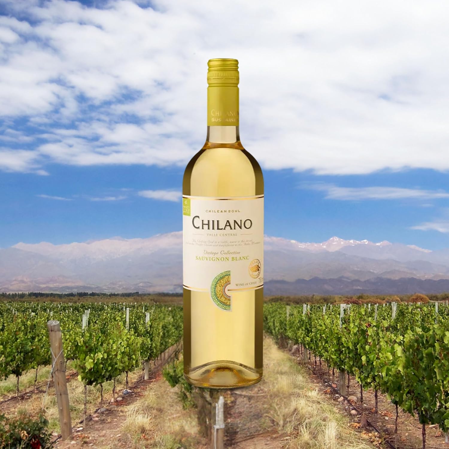 Chilano Vinho Chileno Branco Sauvignon Blanc 750Ml - Imagem 3